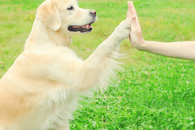 Dog with paw in the air