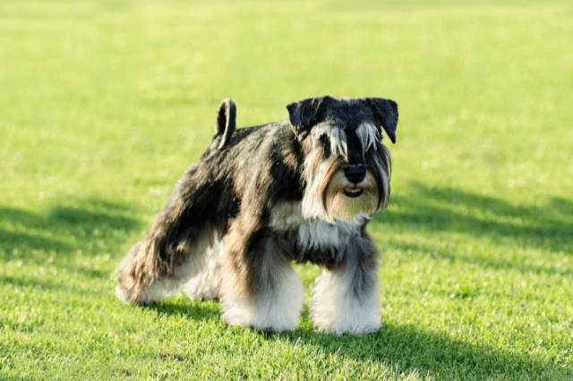 What Types Of Dogs Are Hypoallergenic
