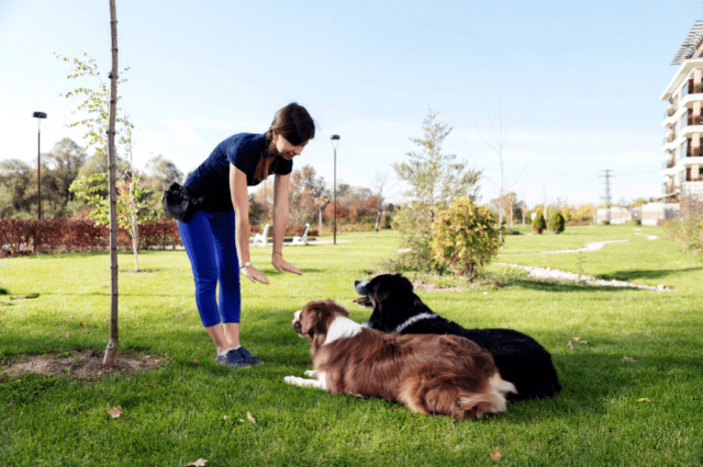 Dog Training Methods