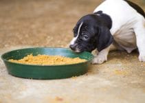 Puppy Loss Of Appetite 12 Suggested Remedies