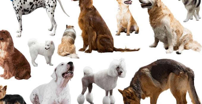 Hardest Dogs To Train 15 Breeds