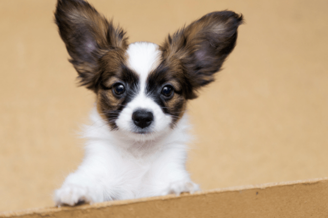  dogs with big ears