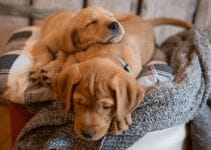 Puppy Sleep Schedule 5 Tips