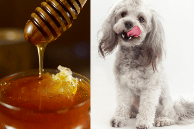 Is Honey Good For Dogs