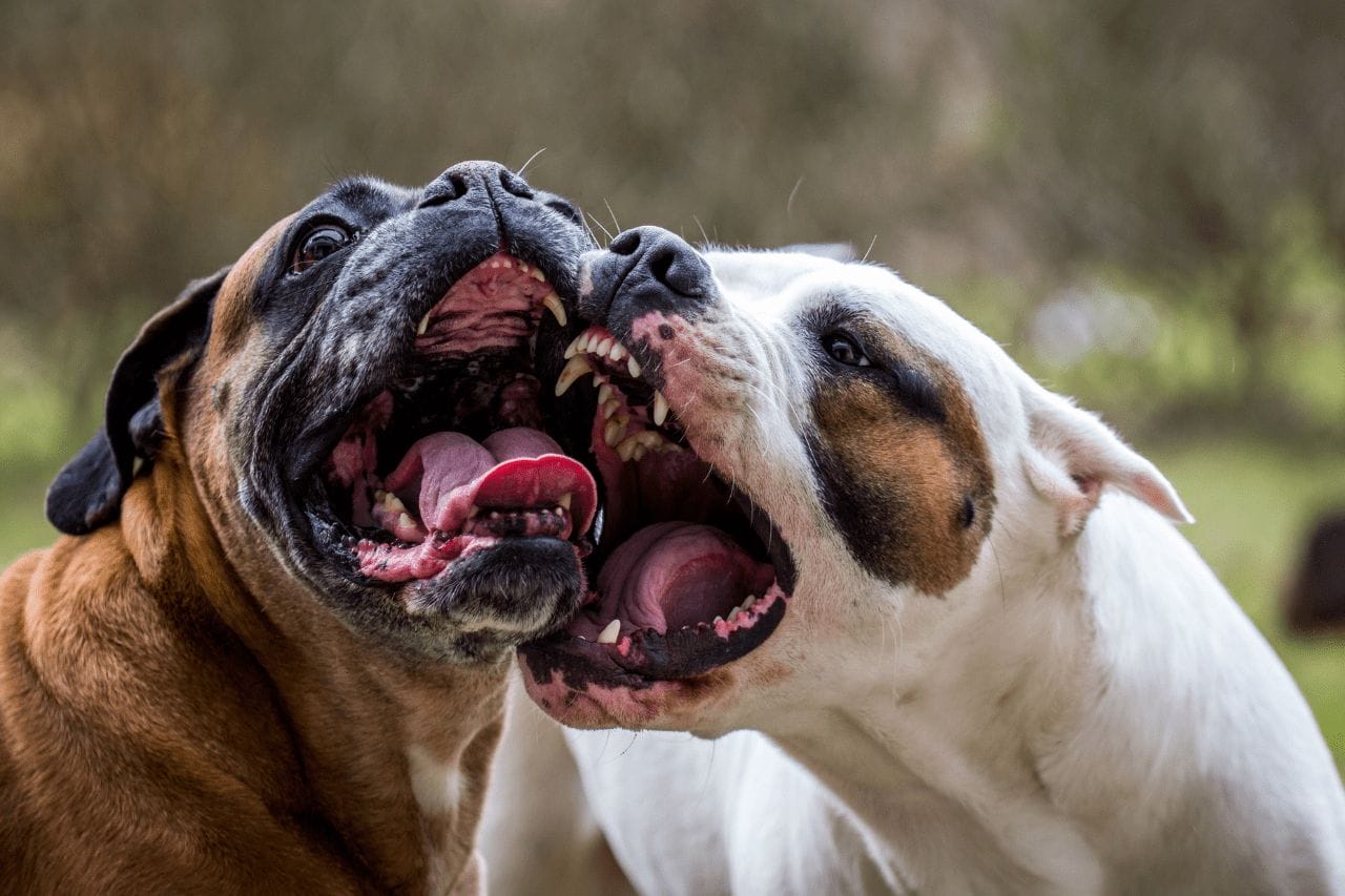 Strongest Bite Force Dogs Top 20 - dogtrainingbehavior.com