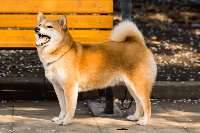 Dog That Looks Like A Fox