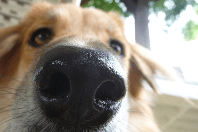 why do dogs have wet noses 