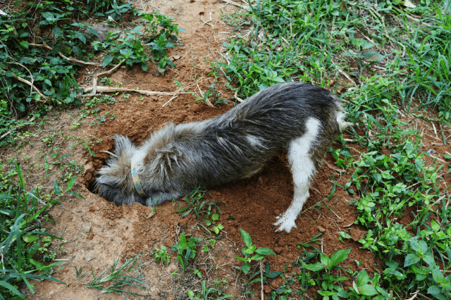 why do dogs eat dirt