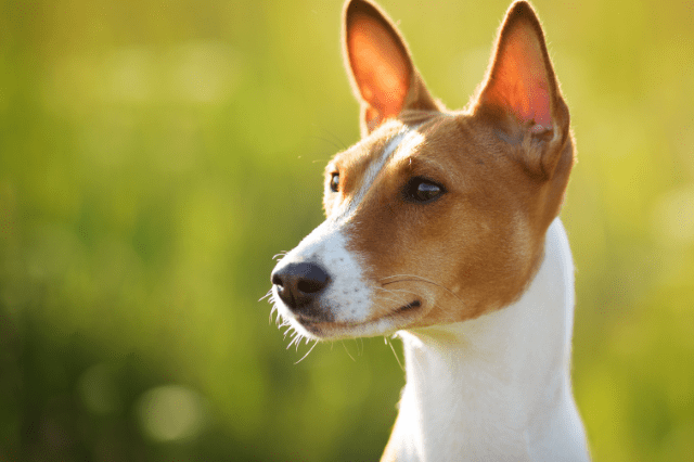 alert dog with big ears