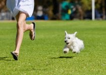 How Fast Can A Dog Run