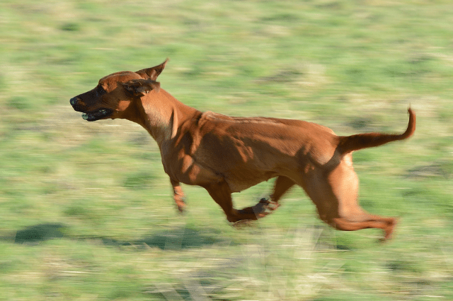 how fast can a dog run 