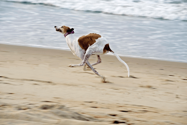 Greyhound running on beach