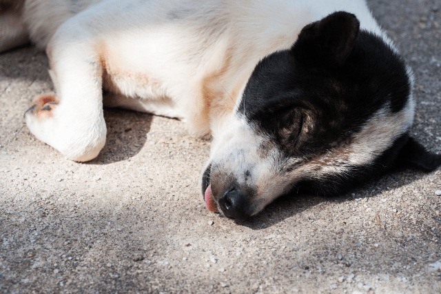 dog lying down with tongue hanging out