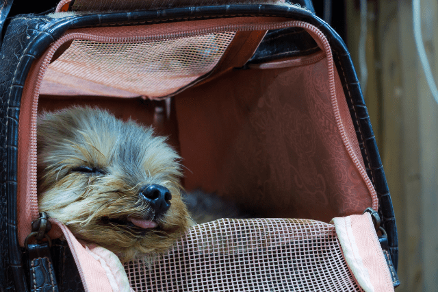 terrier in dog bag