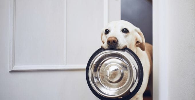 Why Is My Dog Always Hungry – 8 Reasons Why